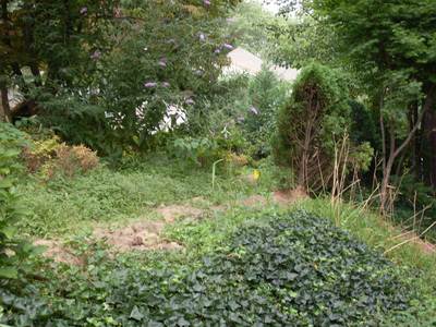 Bushes.jpg